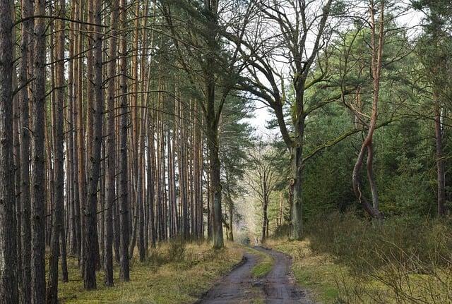 Způsoby využití zeleného bonusu pro podnikatele